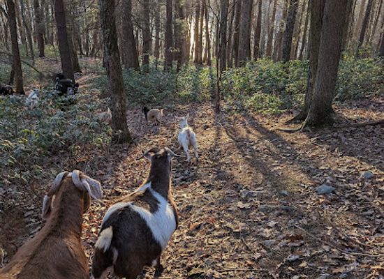 new-york/catskill-mountains/attraction/frederick-farm-goat-rescue-and-sanctuary