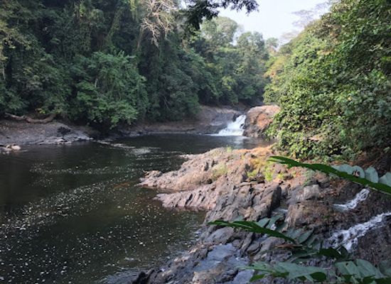 cameroon/forest-region/attraction/cross-river-national-park
