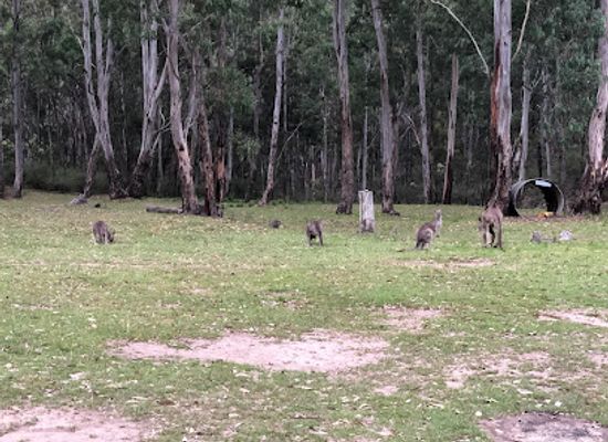 australia/central-west/attraction/yerranderie-private-town