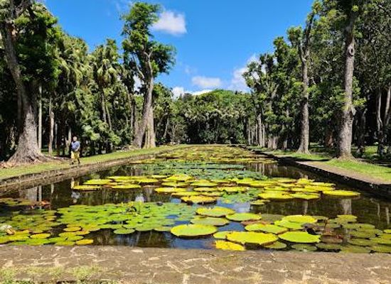 mauritius/belle-mare/attraction/sir-seewoosagur-ramgoolam-botanical-garden