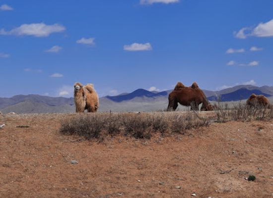 mongolia/gobi-desert/attraction/sweet-gobi-sands