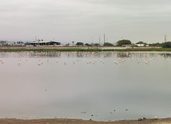 angola/lobito-bay/attraction/observar-flamingos