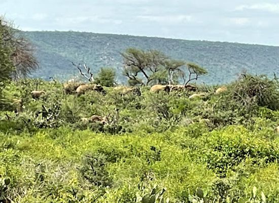 ethiopia/somali-region/attraction/babile-elephant-sanctuary