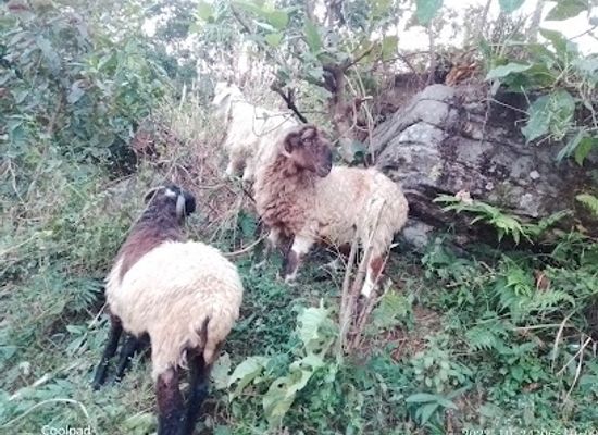 nepal/pokhara-valley/attraction/janjyoti-agro-farm