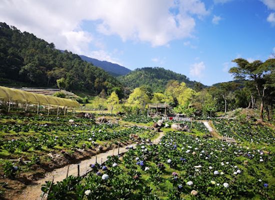 thailand/doi-inthanon-national-park/attraction/in-love-farm-doi-inthanon