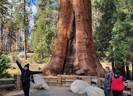 california/sequoia-national-park/attraction/giant-forest-museum