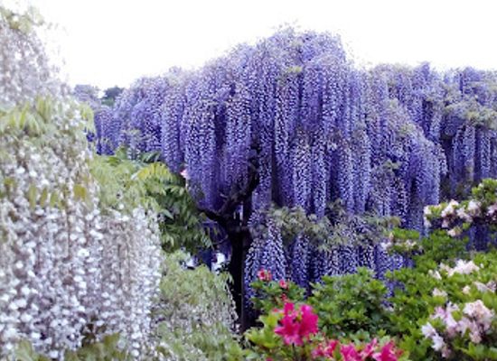 japan/kanto/attraction/hasama-nature-observation-park