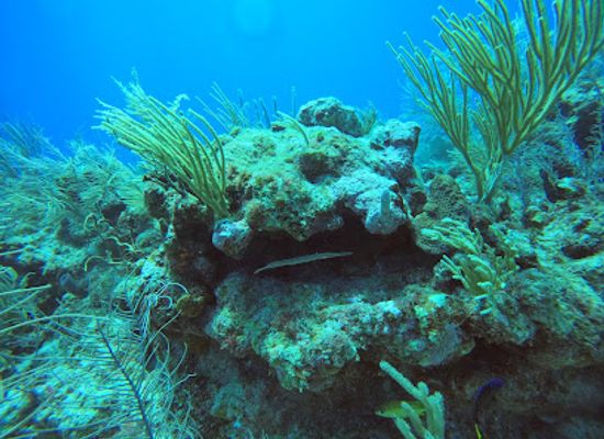 belize/san-pedro/attraction/dardanellos-cut