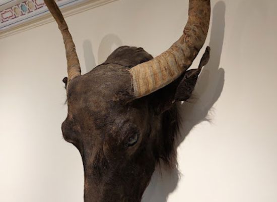 iraq/basra-region/attraction/natural-history-museum