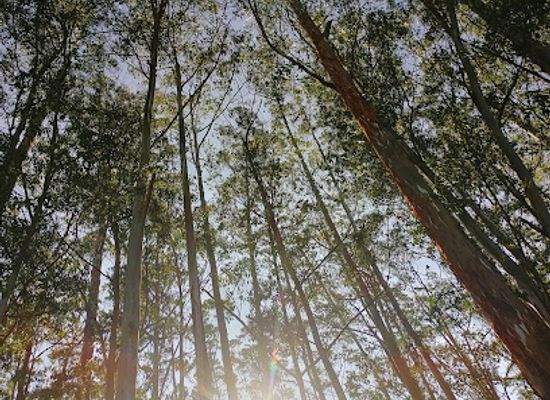 india/munnar/attraction/small-pine-forest