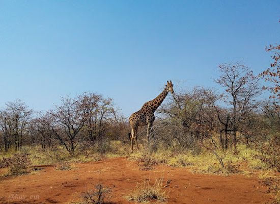 botswana/tuli-block/attraction/limpopo-lipadi-wildlife-and-wilderness-reserve