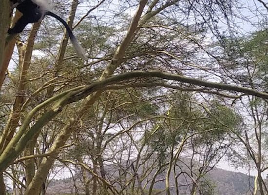 kenya/lake-naivasha/attraction/wileli-house-and-conservancy