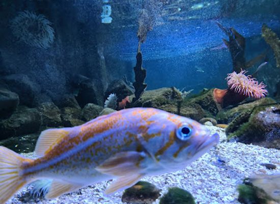 belgium/blankenberge/attraction/zeehondenopvangcentrum-sea-life-blankenberge
