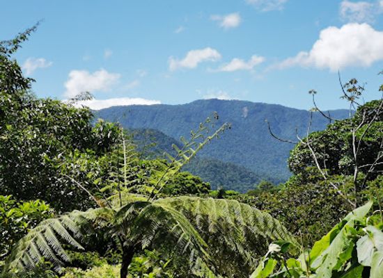 ecuador/santa-elena-region/attraction/children-s-eternal-rainforest