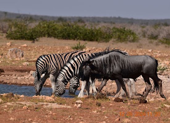 namibia/oshana/attraction/galton-gate-and-reception