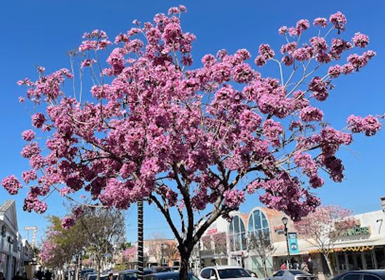 california/san-gabriel-valley/attraction/little-india
