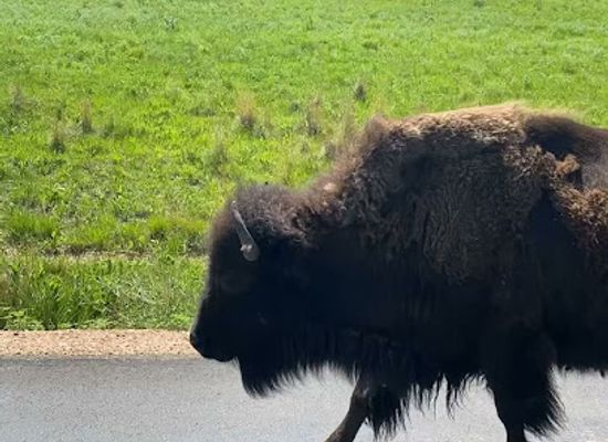 south-dakota/needles-highway/attraction/custer-state-park-norbeck-wildlife-preserve
