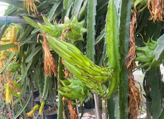 cyprus/governor-s-beach/attraction/dragon-fruit-farm