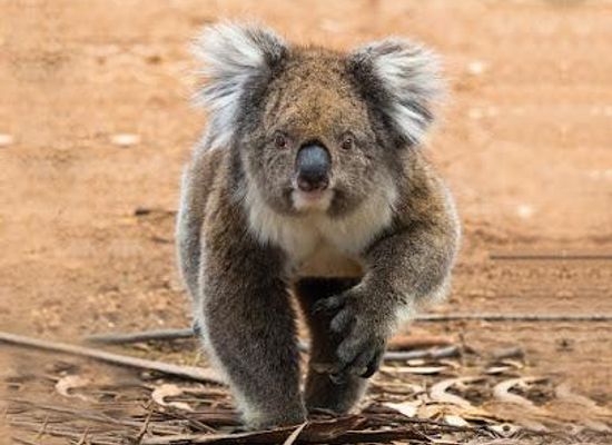 australia/kangaroo-island/attraction/hanson-bay-wildlife-sanctuary