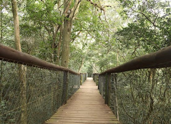 south-africa/elephant-coast/attraction/dlinza-forest-aerial-boardwalk