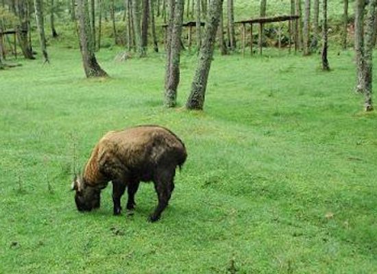bhutan/thimphu/attraction/royal-takin-preserve