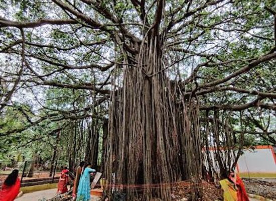 india/bengaluru/attraction/big-banyan-tree