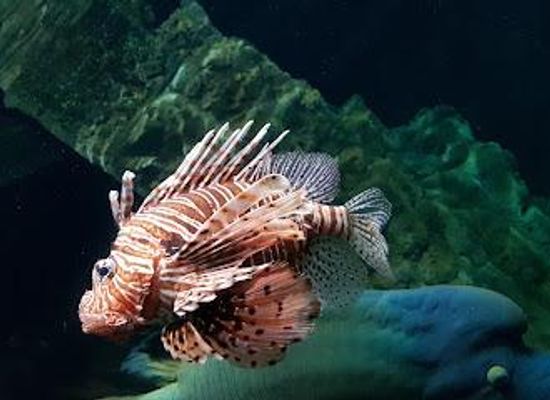 italy/pisa/attraction/acquario-di-livorno