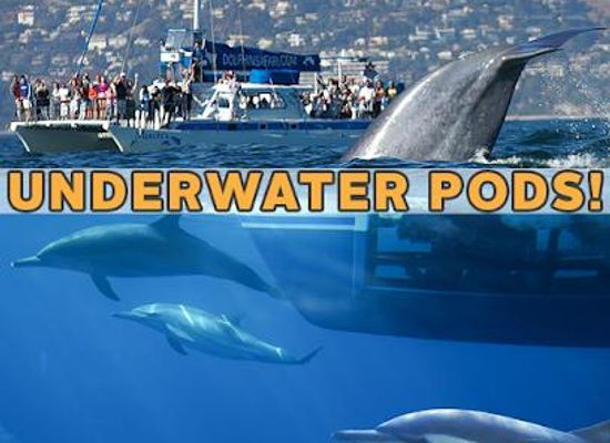 california/orange-county/attraction/capt-dave-s-dana-point-dolphin-whale-watching-safari