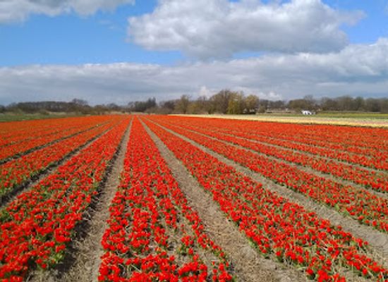 netherlands/bollenstreek/attraction/the-blink