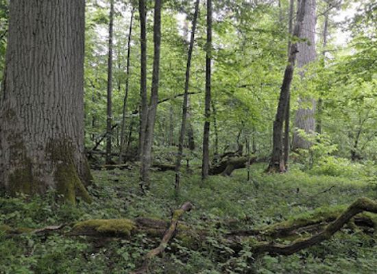 poland/białowieża-forest/attraction/meeting-place-with-a-guide