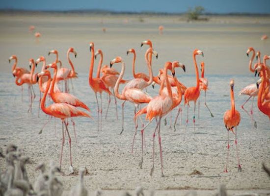 the-bahamas/inagua-islands/attraction/little-angintua-national-park