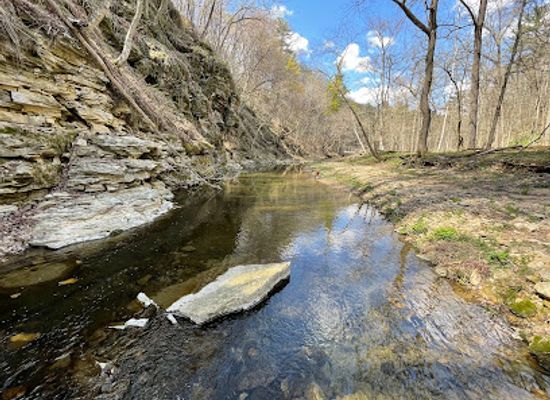 iowa/driftless-area/attraction/white-pine-hollow-state-forest