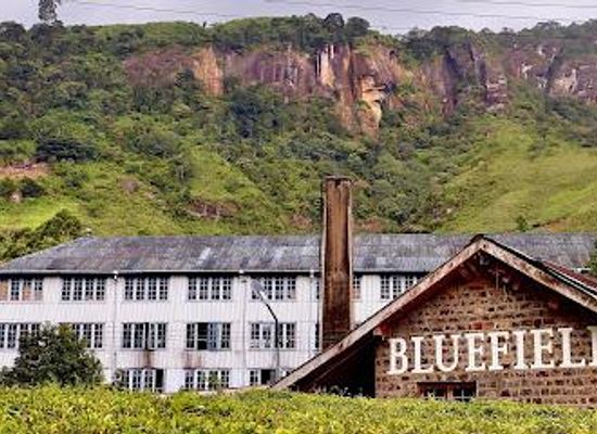 sri-lanka/ella/attraction/bluefield-tea-factory