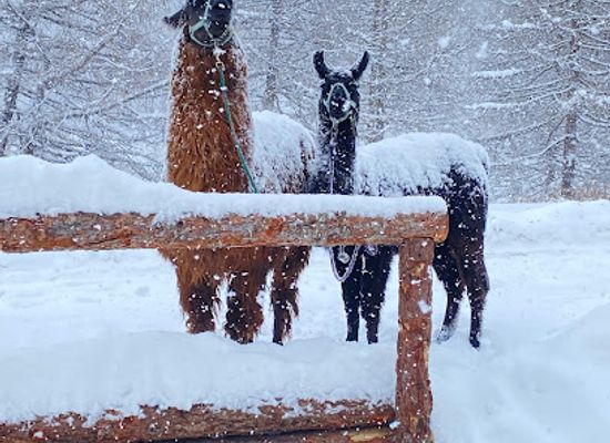 italy/livigno/attraction/lama-alpaca-adventure-livigno
