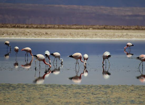 chile/antofagasta-region/attraction/reserva-nacional-los-flamencos