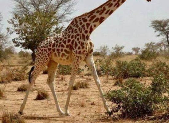 benin/pendjari-national-park/attraction/fidjrosse-beach