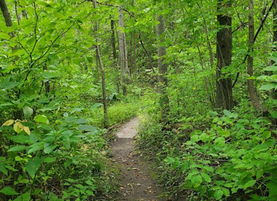 michigan/petoskey/attraction/bubbling-springs-nature-preserve