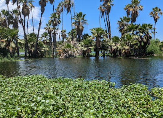 mexico/baja-california-peninsula/attraction/estero-san-jose