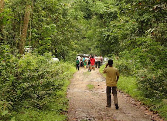 india/northern-plains/attraction/hollongapar-gibbon-sanctuary