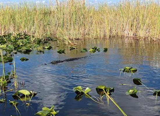 florida/fort-lauderdale/attraction/everglades-and-francis-s-taylor-wildlife-management-area-wca-3b