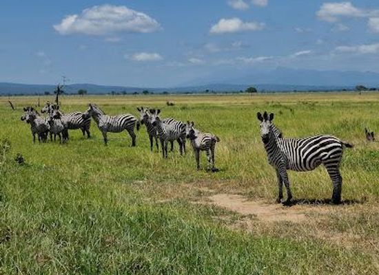 tanzania/morogoro/attraction/mikumi-national-park