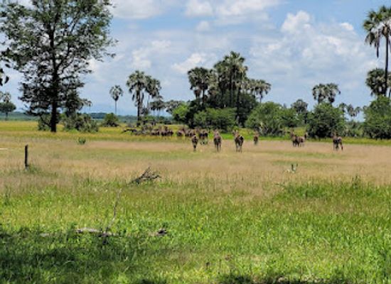 malawi/livingstonia/attraction/liwonde-national-park