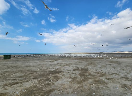 oman/masirah-island/attraction/myn-mrsys