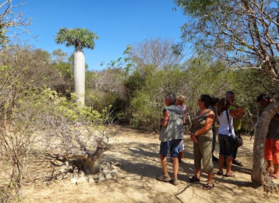 madagascar/atsimo-andrefana/attraction/arboretum-d-antsokay