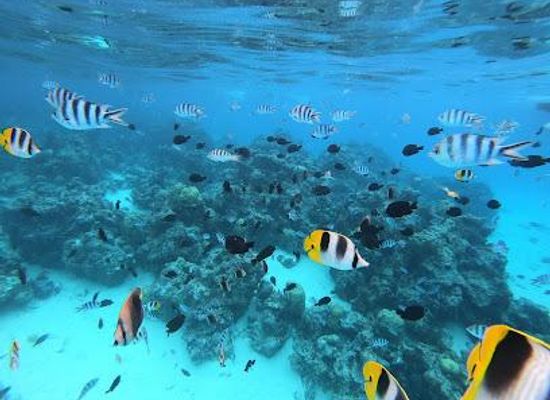 french-polynesia/taha-a/attraction/h2o-bora-bora