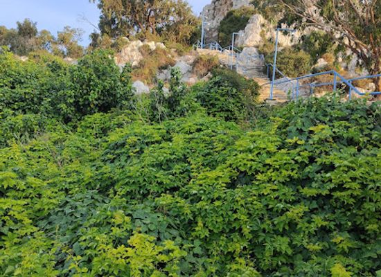 cyprus/fig-tree-bay/attraction/tourist-info-world-fig-tree-bay-beach