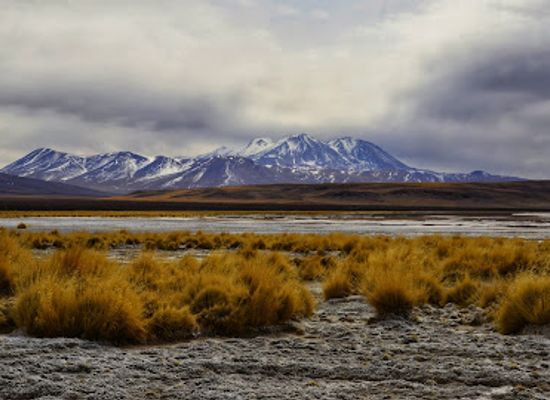 chile/antofagasta/attraction/reserva-nacional-alto-loa