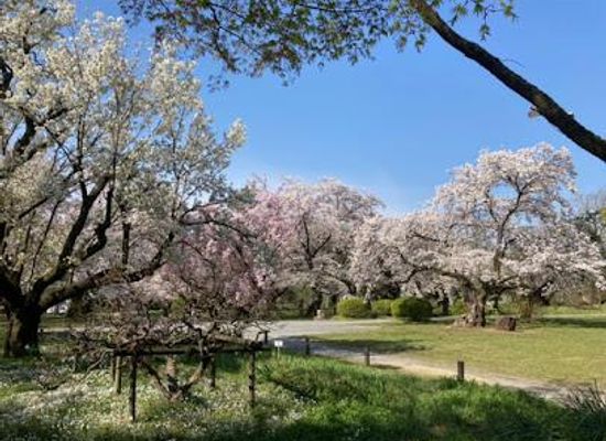 japan/musashi/attraction/koishikawa-botanical-garden
