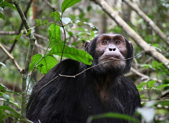 uganda/northern-region/attraction/kibale-forest