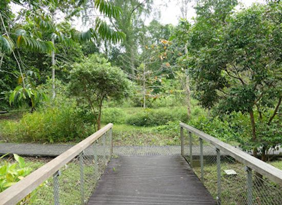 singapore/macritchie-reservoir/attraction/hanguana-trail